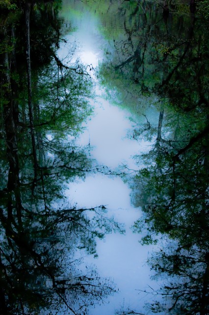 Dawn in the swamp (#4), Everglades National Park, Florida