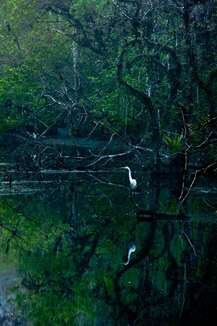 Great Egret and reflection at dawn, Everglades National Park, Florida