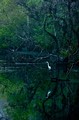 Great Egret and reflection at dawn, Everglades National Park, Florida