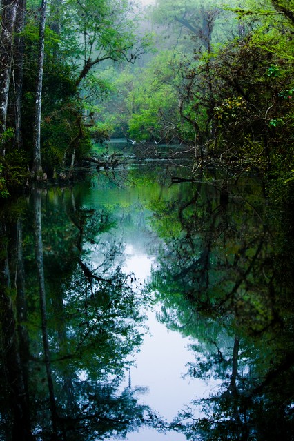 Dawn in the swamp (#5), Everglades National Park, Florida