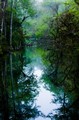 Dawn in the swamp (#5), Everglades National Park, Florida