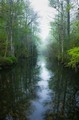 Misty dawn in the swamp (#2), Everglades National Park, Florida