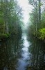 Misty dawn in the swamp (#2), Everglades National Park, Florida