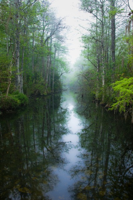Misty dawn in the swamp (#2), Everglades National Park, Florida