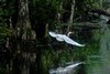 Great Egret in flight, Everglades National Park, Florida