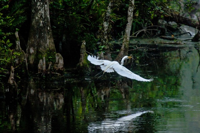 Great Egret in flight, Everglades National Park, Florida