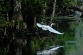 Great Egret in flight, Everglades National Park, Florida