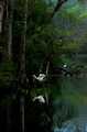 Great Egret reflection at dawn (#2), Everglades National Park, Florida