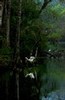 Great Egret reflection at dawn (#2), Everglades National Park, Florida