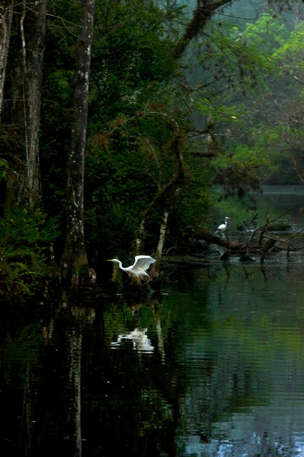 Great Egret reflection at dawn (#2), Everglades National Park, Florida