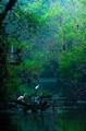 Great Egrets at dawn, Everglades National Park, Florida