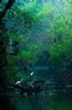 Great Egrets at dawn, Everglades National Park, Florida