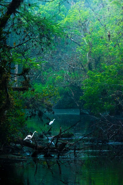 Great Egrets at dawn, Everglades National Park, Florida