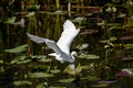 Snowy Egret takes flight, Everglades National Park, Florida