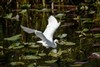 Snowy Egret takes flight, Everglades National Park, Florida