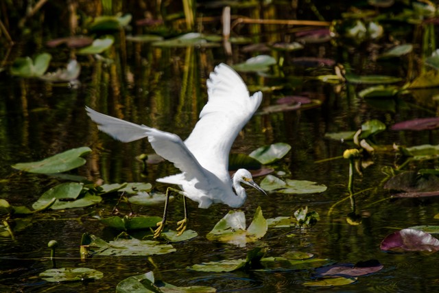 Snowy Egret takes flight, Everglades National Park, Florida