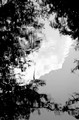 Tree and sky reflections (#1, black and white), Everglades National Park, Florida
