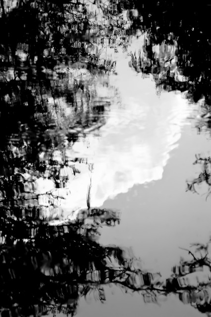 Tree and sky reflections (#1, black and white), Everglades National Park, Florida