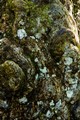 Lichens and moss on tree burl (#1, color), Everglades National Park, Florida