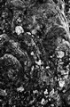 Lichens and moss on tree burl (#2, black and white), Everglades National Park, Florida
