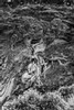 The "Old Veteran" Monterey Cypress (Black and White) at Point Lobos Natural State Reserve, California