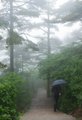Man Climbs Steps in Fog, Huangshan Mountains, China (#1, color)