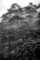 A Path Through the Trees, Huangshan Mountains, China, #1