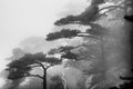 A Path Through Trees, Huangshan Mountains, China, #2