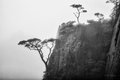 Trees Over Cliff, Huangshan Mountains, China, #1