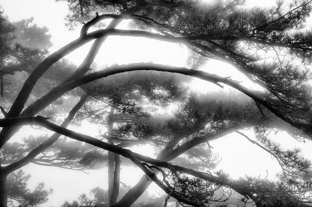 Conifers in the Fog, Huangshan Mountains, China (#1, horizontal)