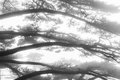 Conifers in Fog, Huangshan Mountains, China (#2, horizontal)