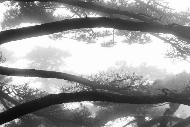 Conifers in Fog, Huangshan Mountains, China (#5, horizontal)