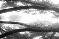 Conifers in Fog, Huangshan Mountains, China (#5, horizontal)