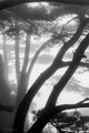Conifers in Fog, Huangshan Mountains, China (#3, vertical)