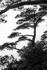 Conifers in Fog, Huangshan Mountains, China (#4, vertical)