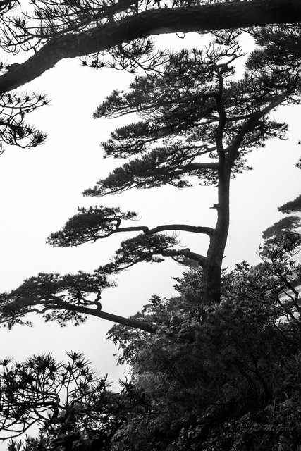 Conifers in Fog, Huangshan Mountains, China (#4, vertical)