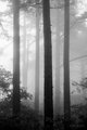 Sentinels in the Mist #1, Huangshan Mountains, China