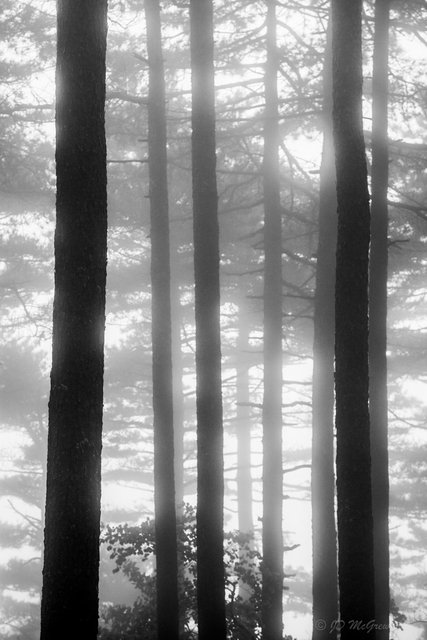 Sentinels in the Mist #2, Huangshan Mountains, China