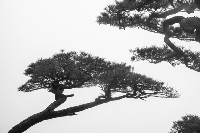 Conifers in Fog, Huangshan Mountains, China (#6, horizontal)