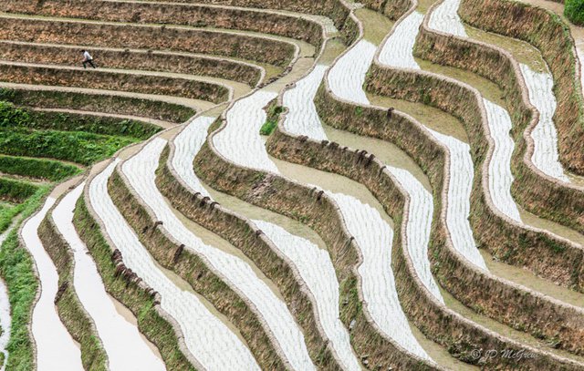 Rice Terraces at Longsheng (#2, color, horizontal)