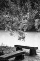 Tree Branch and Bench on Li River