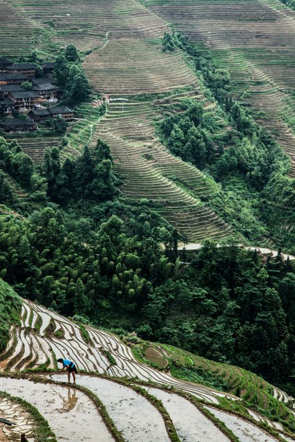 Woman Working on Longsheng Rice Terraces