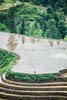 Man Walking on Edge of Longsheng Rice Terraces