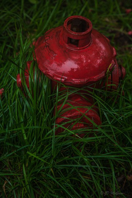 Hot Red Fire Hydrant Hidiing in Green Grass