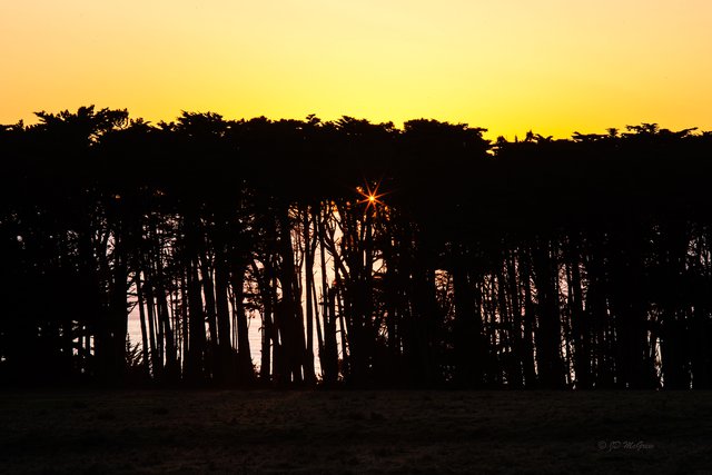 Sunstar Through Monterey Pines on Big Sur Coast