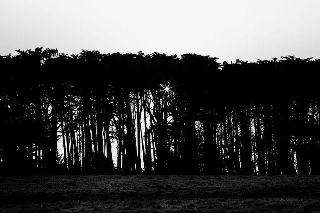 Sunstar Through Monterey Pines on Big Sur Coast (Black and White)