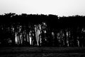 Sunstar Through Monterey Pines on Big Sur Coast (Black and White)