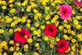 Yellow and Red Flowers in a Big Sur Flower Box (Horizontal)