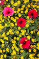 Yellow and Red Flowers in a Big Sur Flower Box (Vertical)