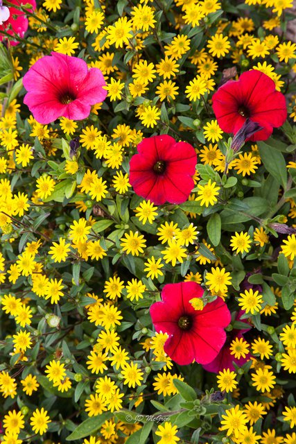 Yellow and Red Flowers in a Big Sur Flower Box (Vertical)